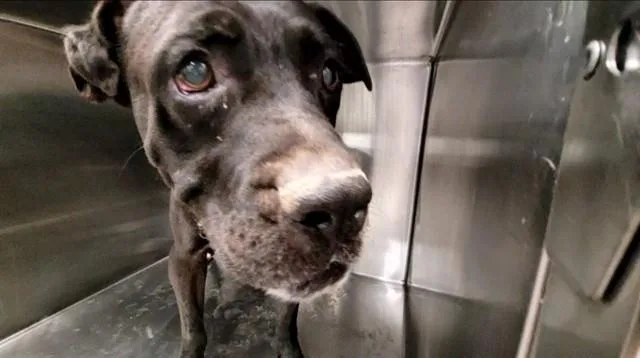 An adult large-sized male Pit Bull Terrier dog named Aladdin for adoption in Tucson, AZ