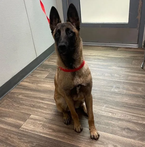 A young medium-sized female Belgian Shepherd / Sheepdog dog named Muzzie for adoption in San Diego, CA