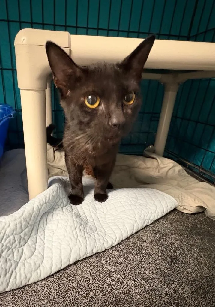 A baby medium-sized male Domestic Short Hair cat named Sky for adoption in Hartford City, IN