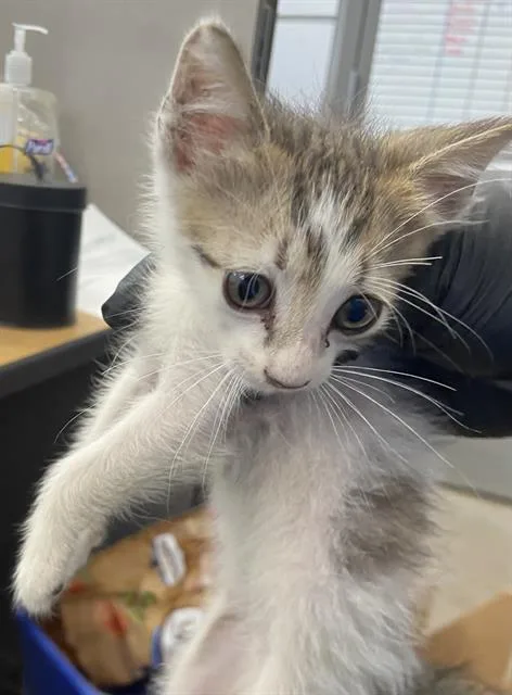 A baby medium-sized male Domestic Short Hair cat named Gally for adoption in Dallas, TX