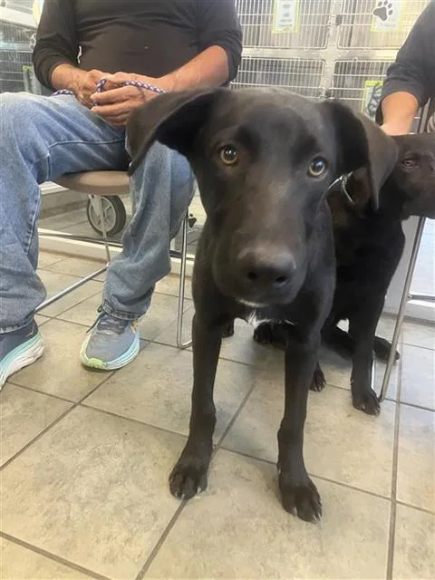 A young small-sized male Labrador Retriever dog named Clover for adoption in San Antonio, TX