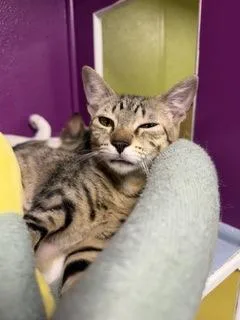 An adult small-sized female Domestic Short Hair cat named Cammy for adoption in West Chester, PA