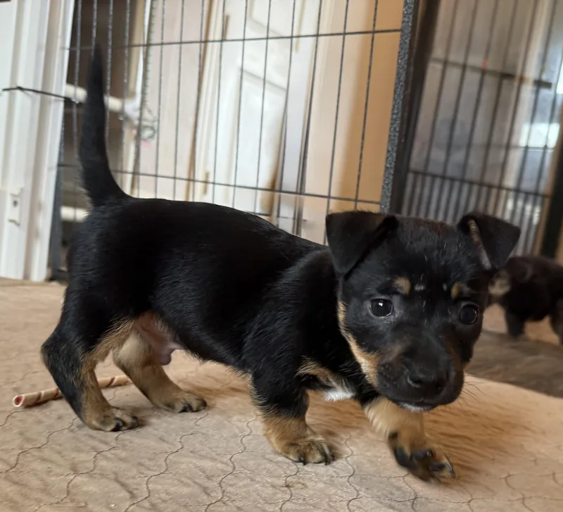 A baby small-sized male Black Chihuahua dog named Liam for adoption in Dallas, TX