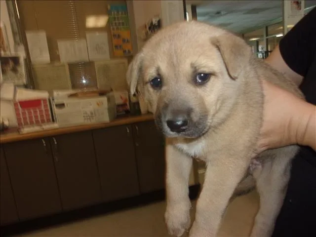 A baby small-sized female German Shepherd Dog dog named Jassy for adoption in Van Nuys, CA