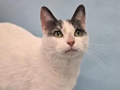 An adult small-sized female Domestic Short Hair cat named Inez for adoption in Coon Rapids, MN