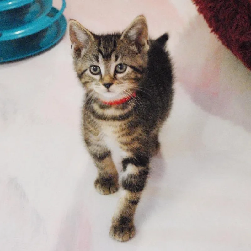 A baby small-sized male Brown / Chocolate Domestic Short Hair cat named Aaron for adoption in Forest Park, IL