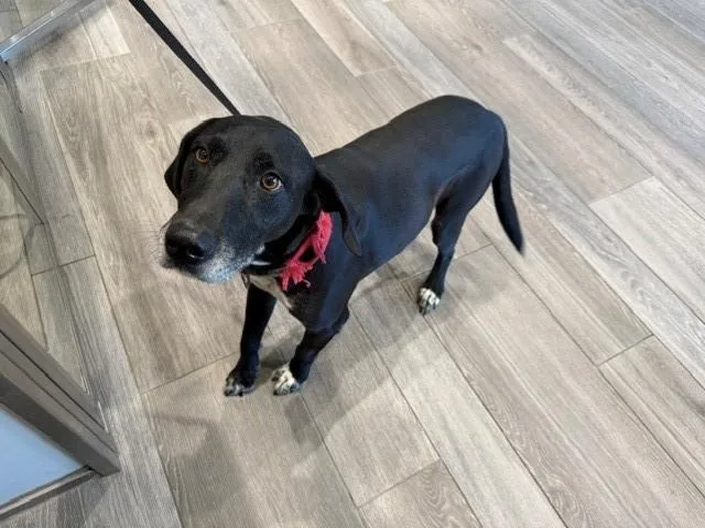 An adult medium-sized male Labrador Retriever dog named Coco for adoption in Garland, TX