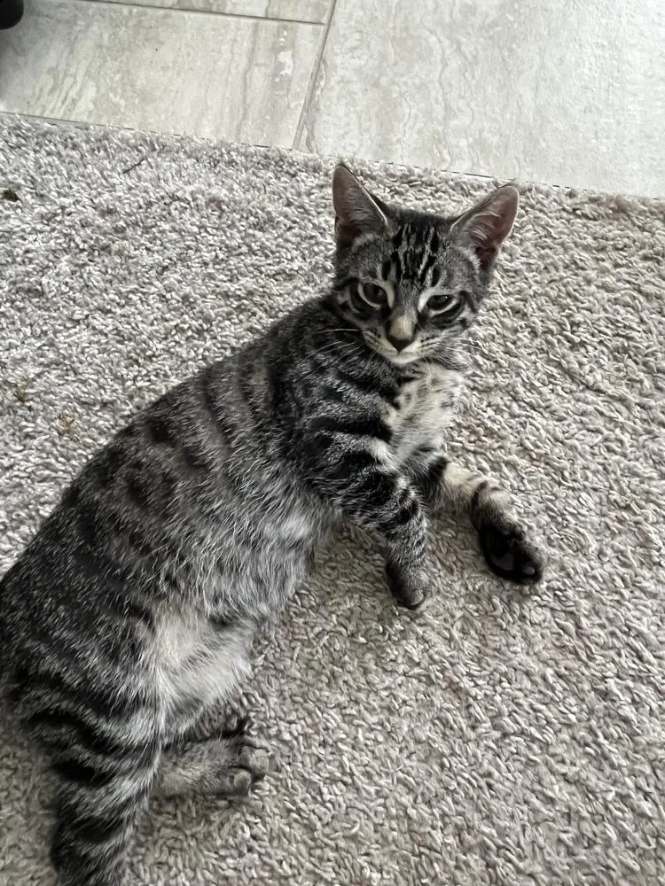 A baby small-sized male Exotic Shorthair cat named Eagles: New Kit In for adoption in Warren, CT