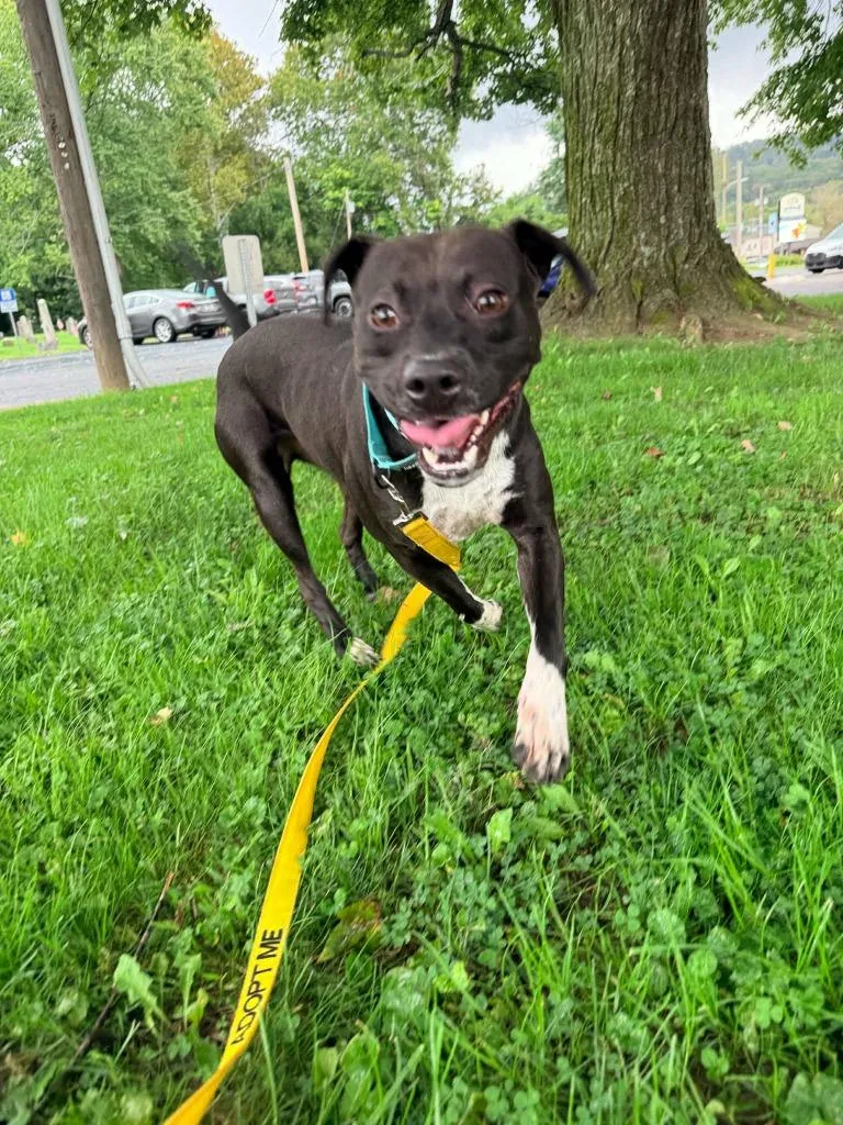 Roscoe thumbnail 2