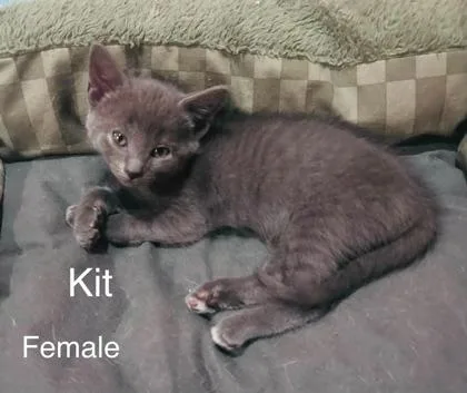 An adult small-sized female Domestic Short Hair cat named Kit for adoption in Spruce Pine, NC