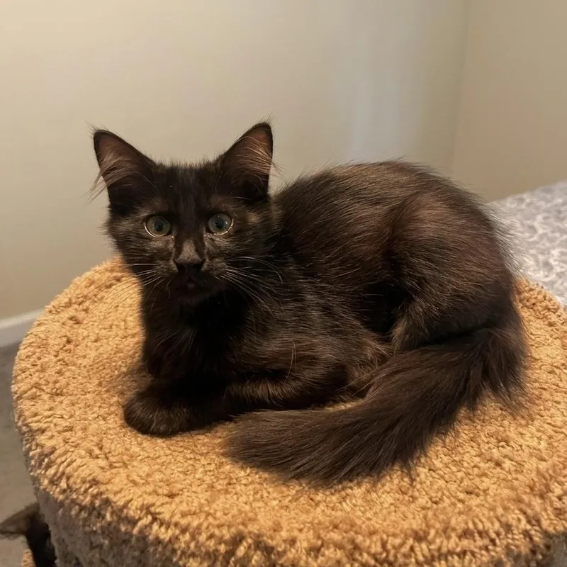 A baby small-sized female Black Domestic Medium Hair cat named Bermuda for adoption in Richmond, VA
