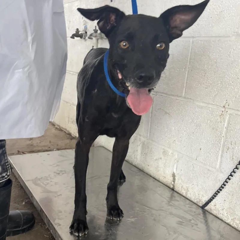 An adult medium-sized male Shepherd dog named Alan for adoption in Edinburg, TX