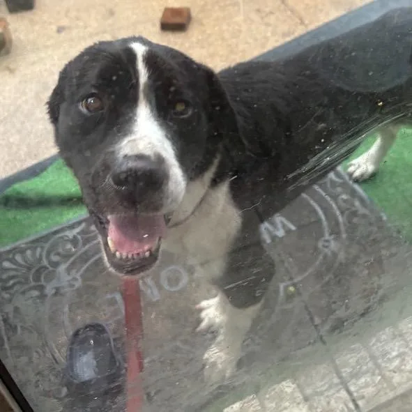A young medium-sized male White / Cream Mixed Breed dog named Marley for adoption in Dickinson, TX