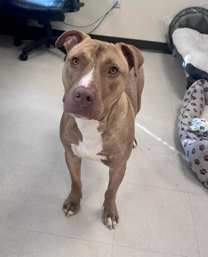 A young medium-sized male Brown / Chocolate Pit Bull Terrier dog named Daxton for adoption in Clayton, NJ