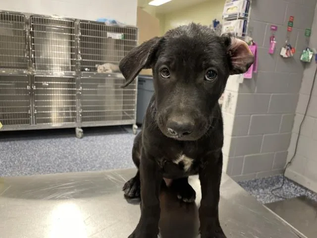 A baby small-sized male German Shepherd Dog dog named Ranger for adoption in Riverside, CA