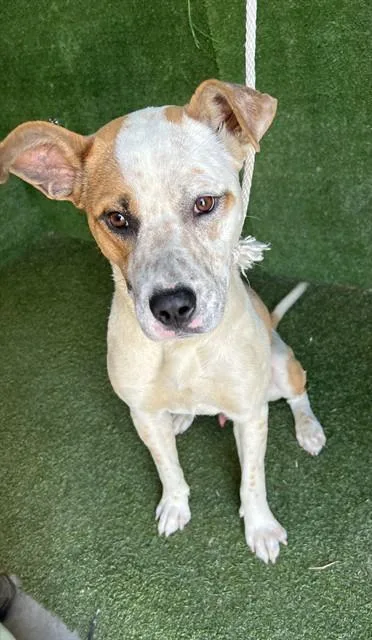 A young large-sized male Australian Cattle Dog / Blue Heeler dog named Comet for adoption in Lancaster, CA
