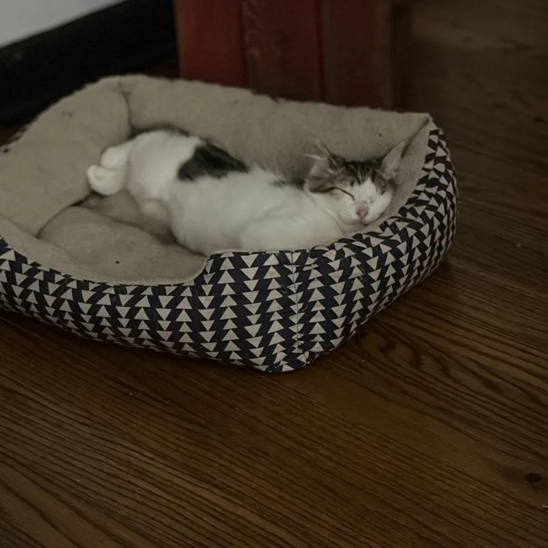 A baby small-sized female White Domestic Short Hair cat named Ris for adoption in Greensboro, NC