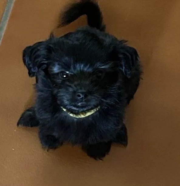 A baby small-sized female Black Shih Tzu dog named Millie for adoption in TUCSON, AZ