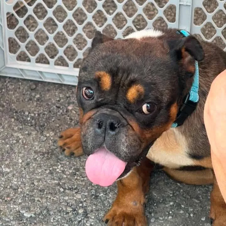 A young small-sized male Black English Bulldog dog named Alex for adoption in Huber Heights, OH