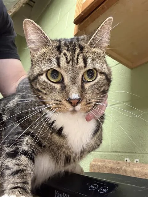 A young small-sized male Domestic Short Hair cat named Bugg for adoption in Indianapolis, IN