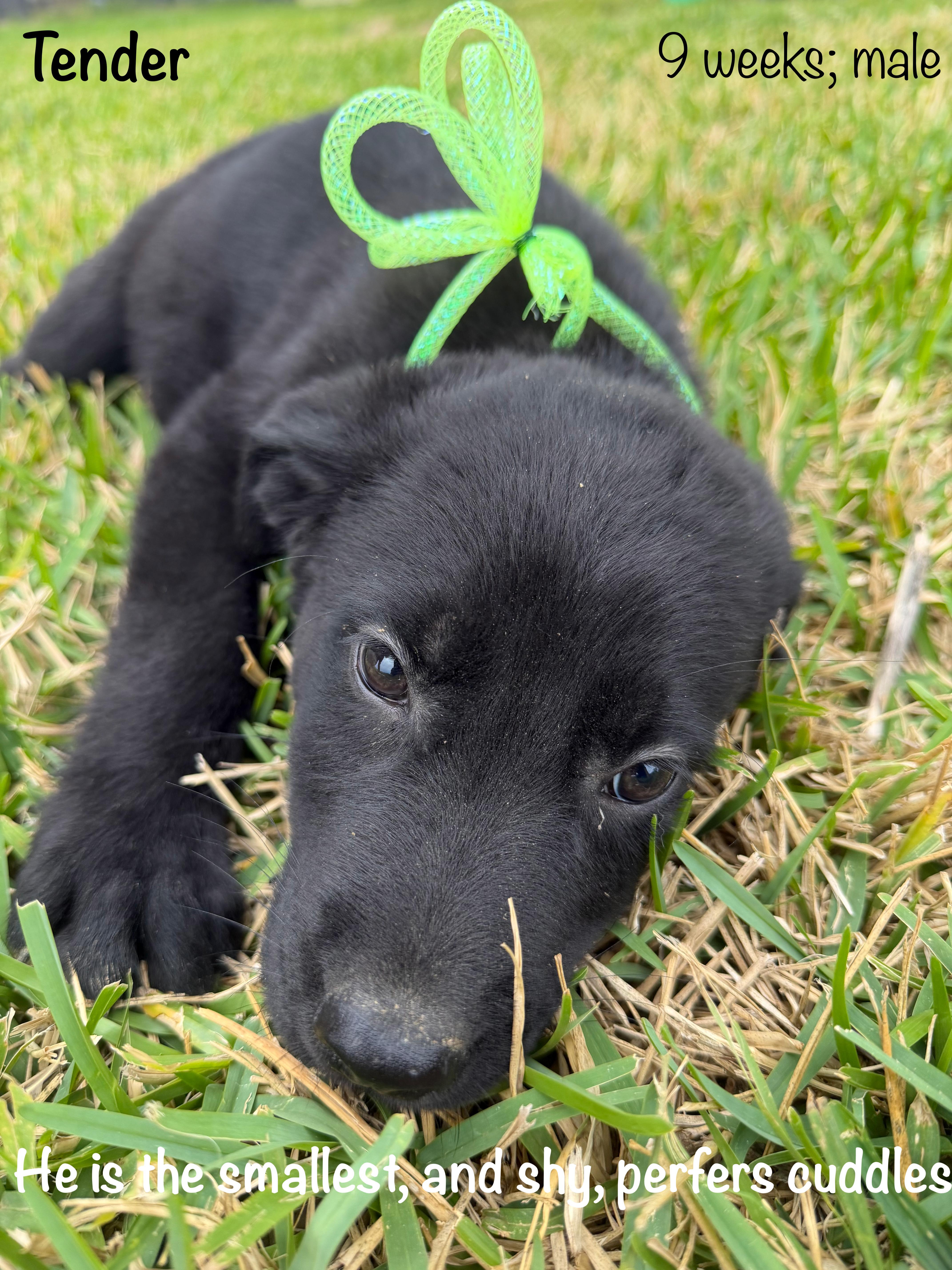A baby large-sized male Black Black Labrador Retriever dog named Tender for adoption in Paramus, NJ
