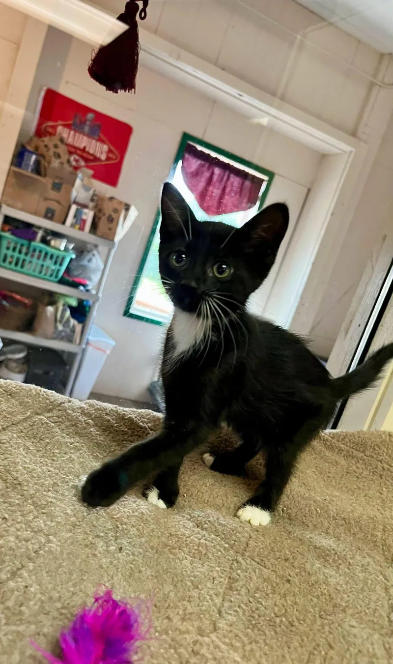 A baby medium-sized male Black & White / Tuxedo Domestic Short Hair cat named Prince for adoption in Leavenworth, KS