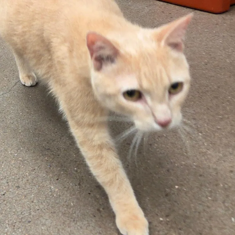 An adult large-sized male Orange / Red Domestic Short Hair cat named Popsicle for adoption in Chattanooga, TN