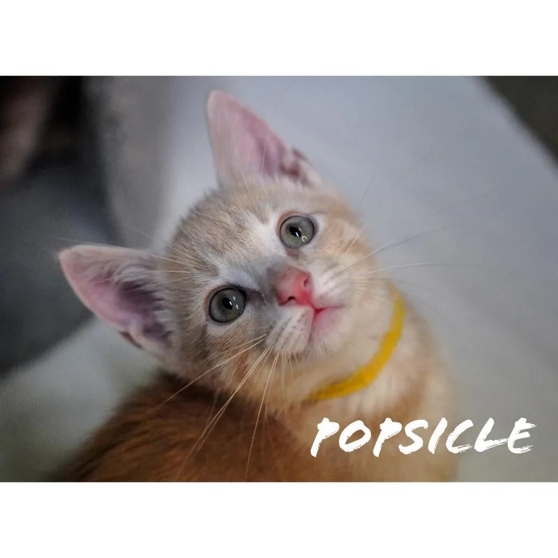 Popsicle thumbnail 2