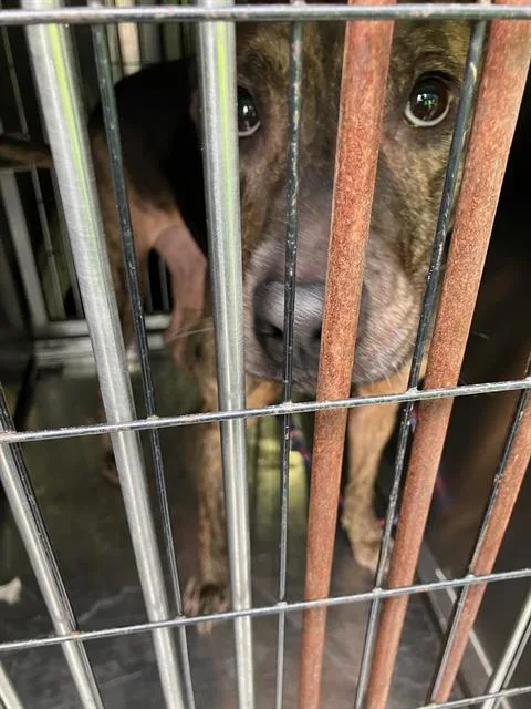 An adult medium-sized female Pit Bull Terrier dog named Chloe for adoption in Dallas, TX