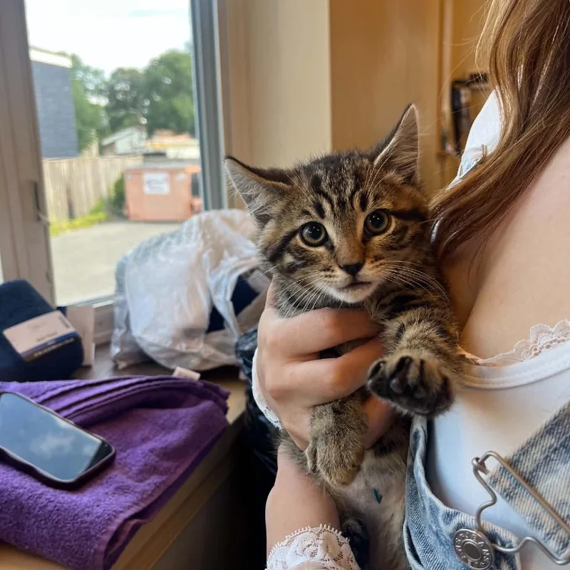 A baby small-sized male Domestic Short Hair cat named Toby for adoption in Pasadena , MD