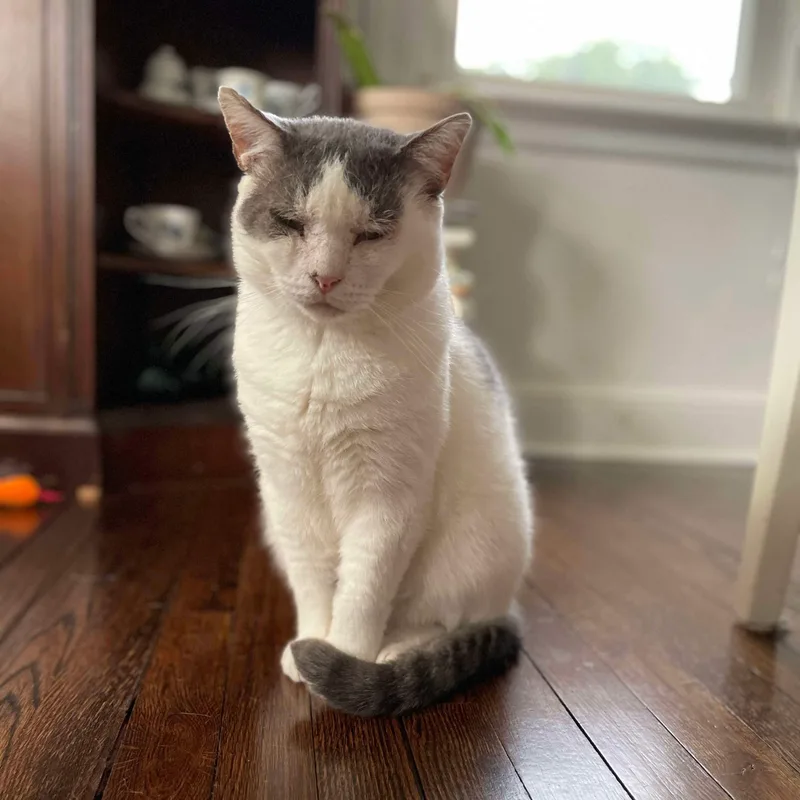 An adult medium-sized male Gray & White Domestic Short Hair cat named Billie for adoption in Manchester, CT