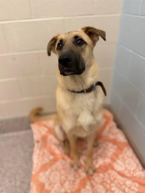 A young large-sized male Anatolian Shepherd dog named Bishop for adoption in Brighton, CO