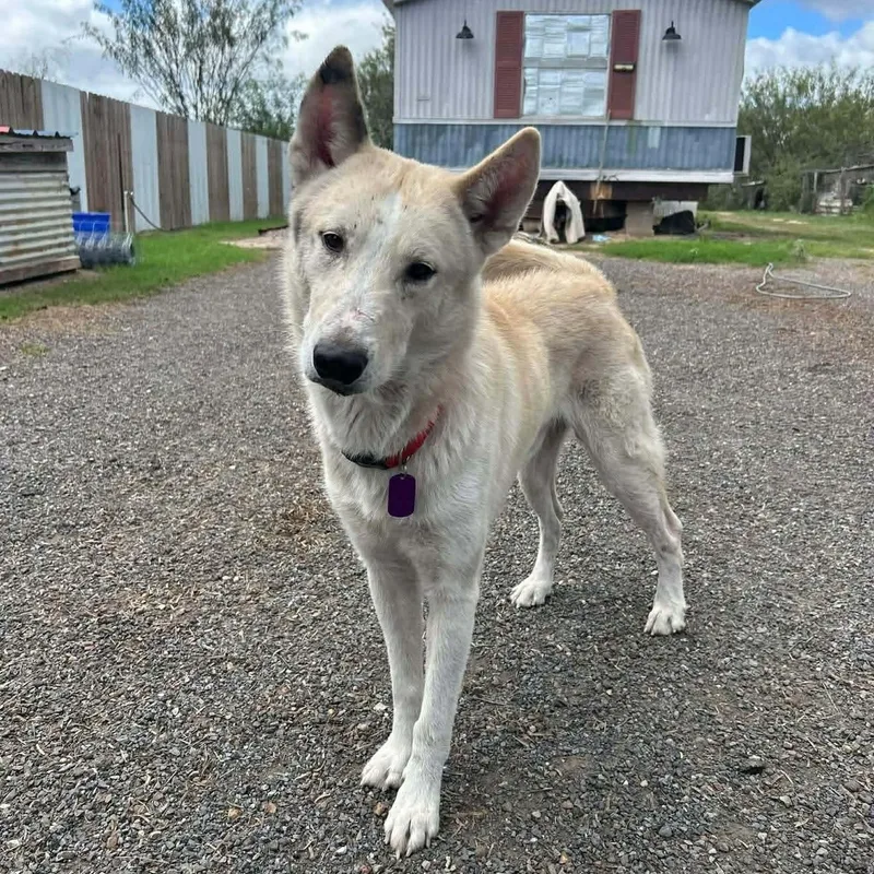 An adult medium-sized male White / Cream Husky dog named Tanner for adoption in Weslaco, TX