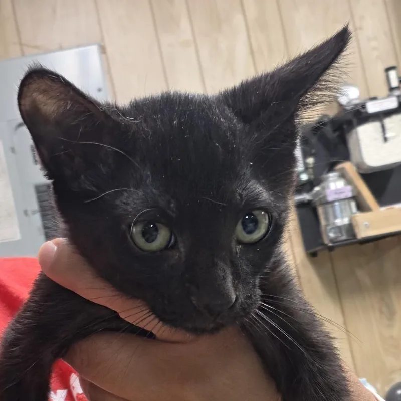 A baby small-sized female Black Domestic Short Hair cat named Doctor for adoption in Leander, TX