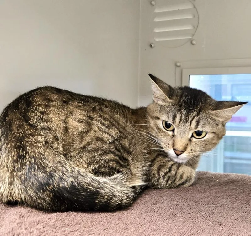 A young medium-sized female Domestic Short Hair cat named Iris for adoption in Las Vegas, NV