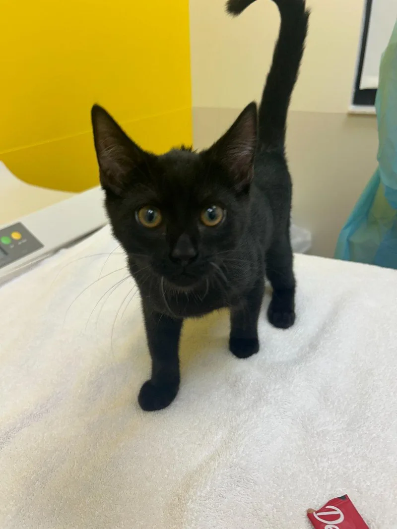 A baby small-sized male Black Domestic Short Hair cat named Reacher for adoption in Raleigh, NC