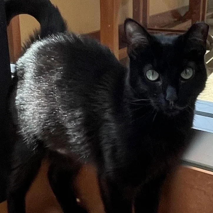 A young small-sized female Black Domestic Short Hair cat named Piglet for adoption in Burlingame, CA