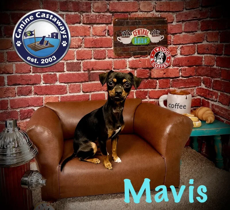 A young small-sized female Black Miniature Pinscher dog named Mavis for adoption in Arcadia, FL