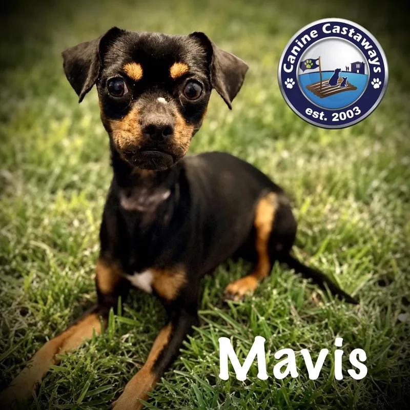 Mavis thumbnail 2