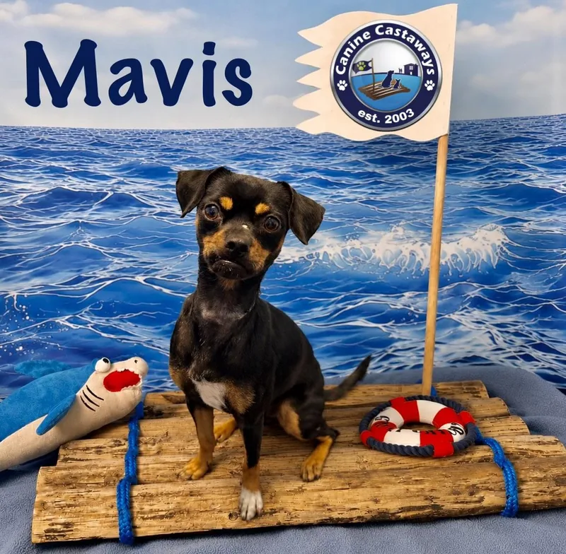 Mavis thumbnail 3