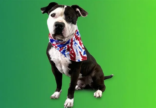 An adult medium-sized male Pit Bull Terrier dog named Bram for adoption in Fort Lauderdale, FL