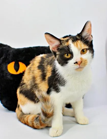 A baby small-sized female Domestic Short Hair cat named Pumpkin for adoption in Morton Grove, IL
