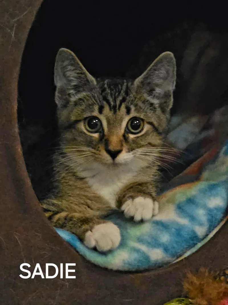 A young small-sized female Tabby (Buff / Tan / Fawn) American Shorthair cat named Sadie for adoption in Seven Valleys, PA