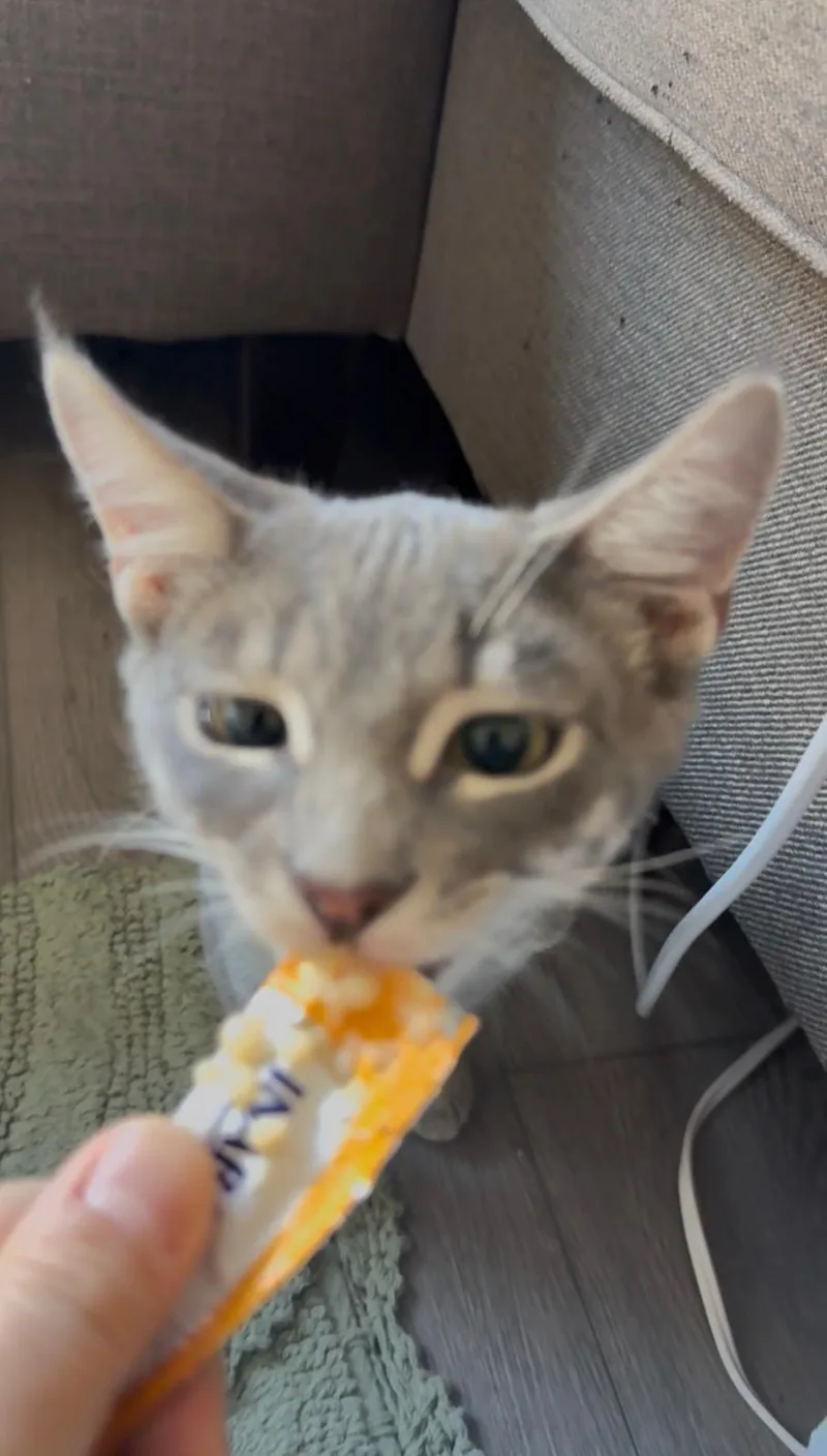 A baby small-sized male Tabby (Gray / Blue / Silver) Domestic Short Hair cat named Cassius for adoption in Weehawken, NJ