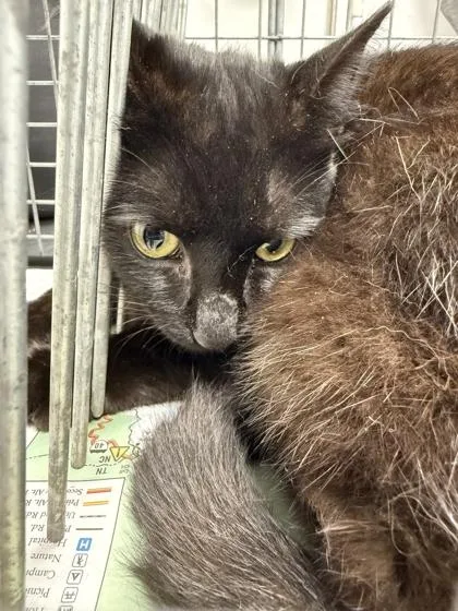 An adult medium-sized male Domestic Short Hair cat named Firebomb for adoption in Sevierville, TN