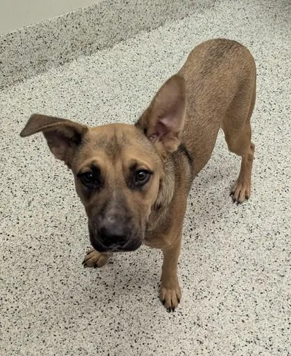 An adult medium-sized male Shepherd dog named Bartty for adoption in Atlanta, GA