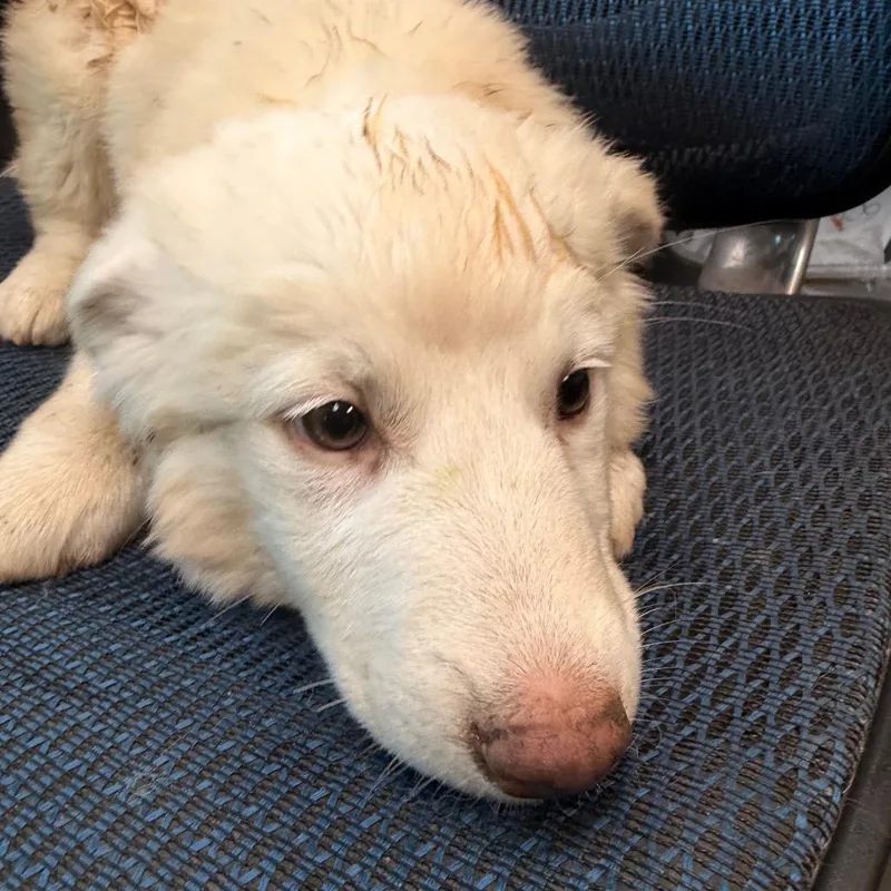 A baby medium-sized female White / Cream Australian Shepherd dog named Abigail Adams for adoption in Norman, OK