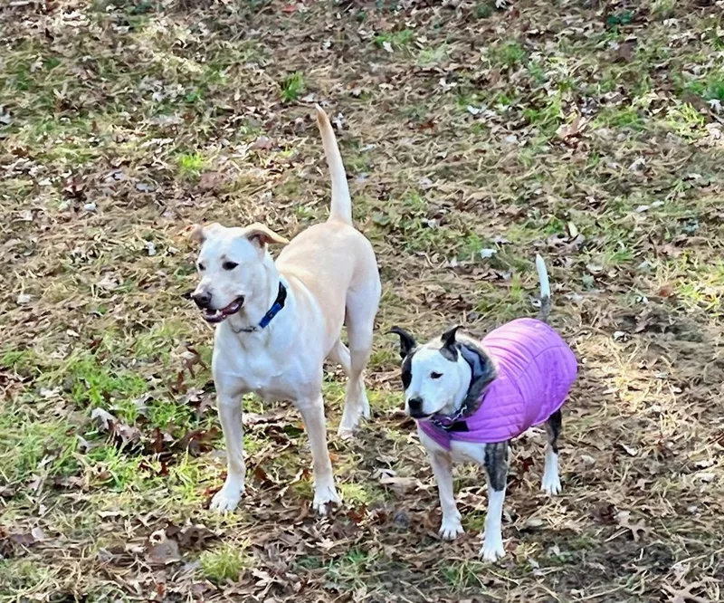 An adult medium-sized female Brindle Pit Bull Terrier dog named Nana for adoption in Ozone Park, NY
