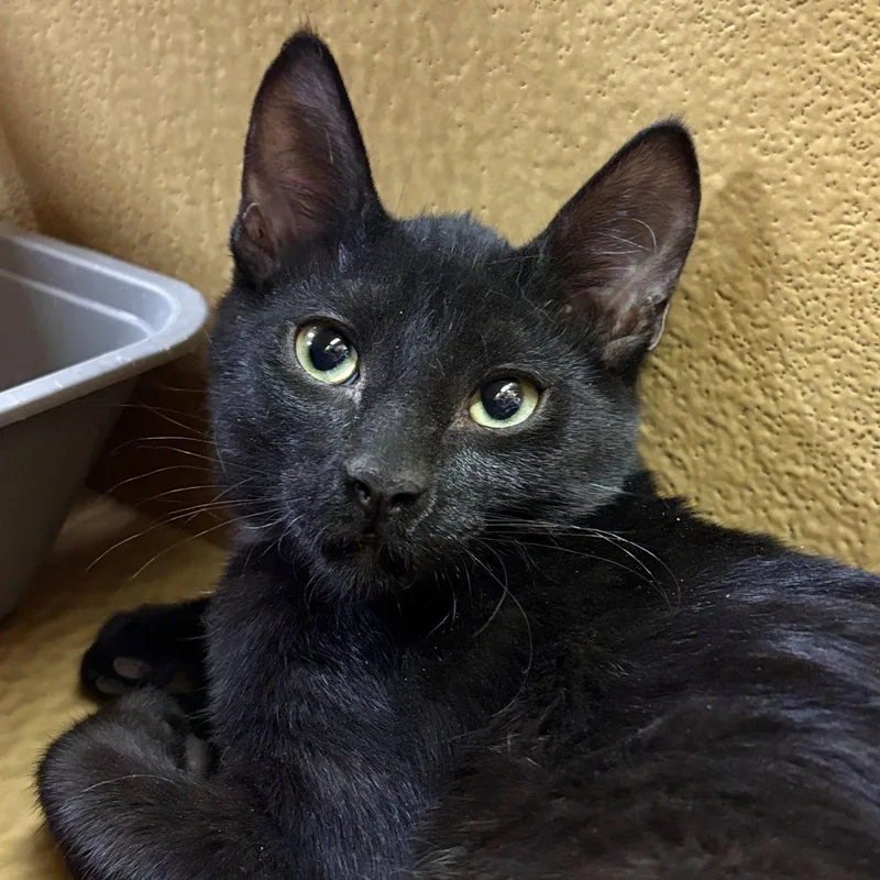 A baby medium-sized male Black Domestic Short Hair cat named Obsidian for adoption in Sonora, CA
