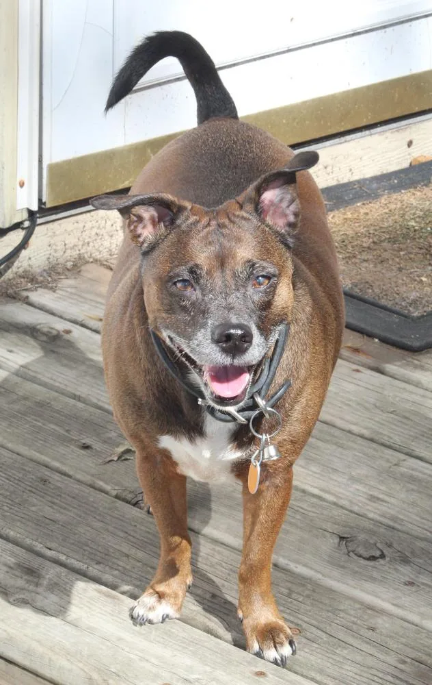 An adult small-sized female Brown / Chocolate Chihuahua dog named Molly for adoption in Lafayette, IN